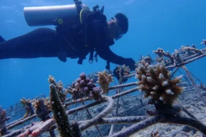 BMM RO Jatim Bersama Telkom Rehabilitasi 1500 Bibit Terumbu Karang di Labuan Bajo, Upaya Pelestarian Lingkungan Laut yang Berkelanjutan