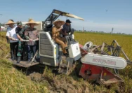 Jawa Tengah Raih Capaian Produksi Padi 6,69 Juta Ton, Ahmad Luthfi Rancang Strategi Antisipasi Kemarau