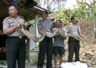 Kaget ular piton menyeberang jalan masuk halaman rumah bupati, sejumlah pemotor jatuh rem mendadak: Warga Sergai Diseruduk Babi Hutan Ngamuk