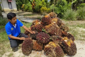 Polda Kalbar Tegaskan Pengawasan Harga Sawit PKS, Petani Harus Terlindungi