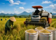Produksi Padi Jateng Capai 6,69 Juta Ton: Pemprov Siapkan Antisipasi Kemarau