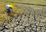 Kekeringan Melanda, Inovasi Pertanian dan Ketahanan Air Jadi Solusi Utama