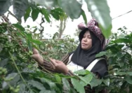 Meningkatkan Potensi Tenun, Kopi, dan UMKM Sembalun Melalui Legalitas Usaha dan Indikasi Geografis
