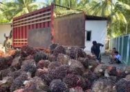 Sawit Membusuk: Antrean Panjang di Pabrik Memicu Kerugian Bagi Petani dan Sopir
