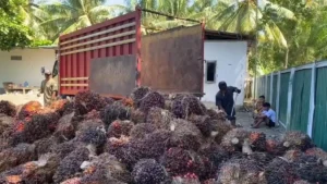 Sawit Membusuk: Antrean Panjang di Pabrik Memicu Kerugian Bagi Petani dan Sopir