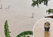 Banjir Memicu Kejadian Mengerikan: Ratusan Ular Kobra Lepas, Warga Digigit Hingga Dilaporkan Tewas