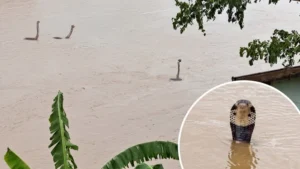 Banjir Memicu Kejadian Mengerikan: Ratusan Ular Kobra Lepas, Warga Digigit Hingga Dilaporkan Tewas